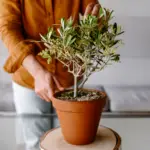 olivier plante