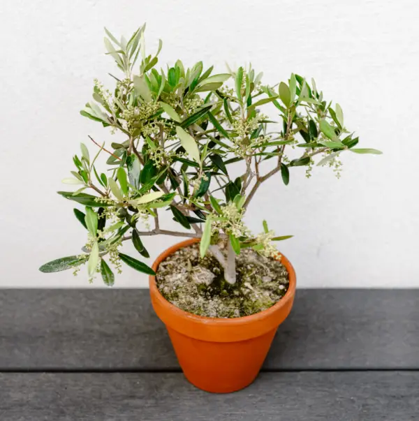 olivier plante