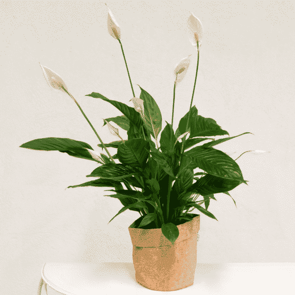 Spathiphyllum plante verte