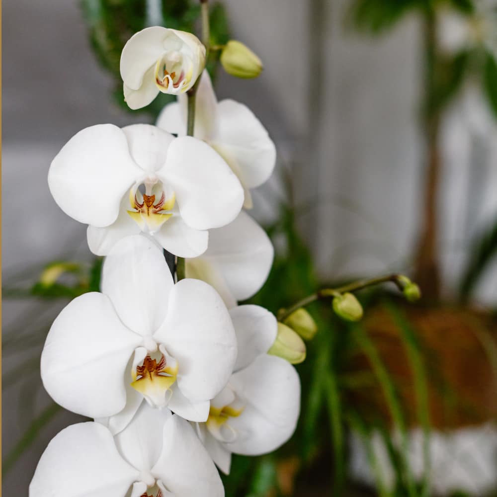 Prendre soin de son Orchidée • Les Francettes - PROVENCE®