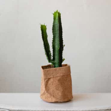 Cactus Plante Verte
